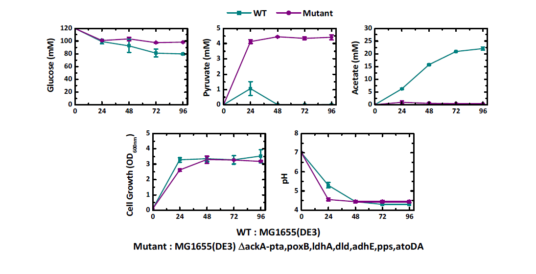 야생형균주와 결손균주의 잔류 포도당 및 생성된 유기산