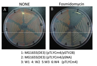 대장균 염색체에 MVA경로 도입을 통한 fosmidomycin 처리 시 균주생존 확인