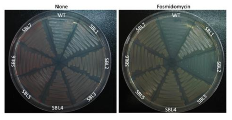 Fosmidomycin 처리 시 균주생존 확인