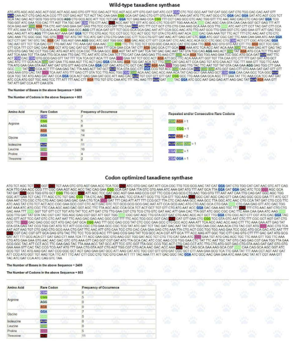 야생형과 코돈 최적화된 택사디엔 생합성 유전자의 염기서열 비교
