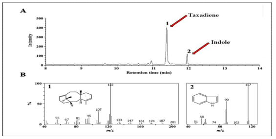 GC-MS를 이용한 택사디엔 크로마토그램과 분석결과