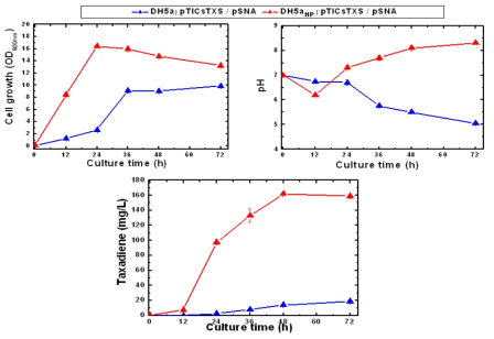 E. coli DH5α와 돌연변이주인 E. coli HP 균주간의 균체증식 및 택사디엔 생산량 비교
