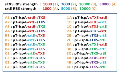 sTXS와 crtE 유전자들의 발현강도 조절을 위한 플라스미드 구축 구성도