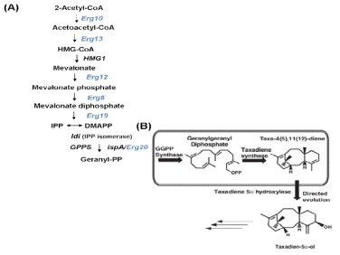 Taxadiene 생합성 대사경로