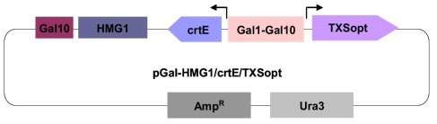 Gal1-Gal10 divergent promoter를 활용한 crtE, 및 TXS 유전자 발현 카세트 모식도