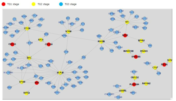 hub gene으로 구축한 perturbation network