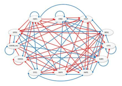 Yeast regulatory gene network