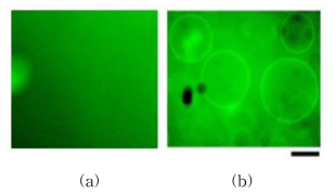 (a) DOPC 지질분자를 이용 (b) 아솔레틴 지질분자이용