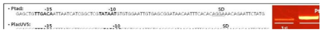 PCR 기법을 이용하여 GFP유전자의 upstream에 Ptac 및 PlacUVS가 도입된 선형유전자의 제작