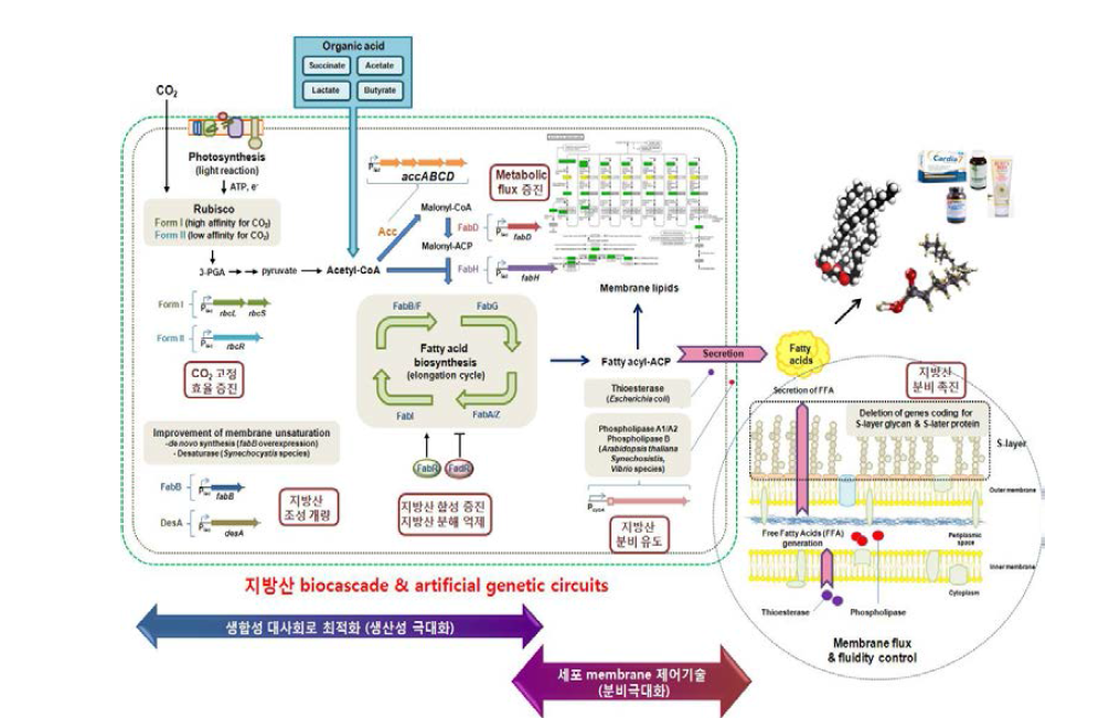 Membrane 제어 지능형 바이오시스템 설계 및 합성