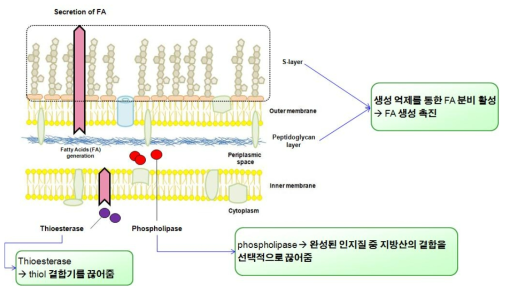 세포막 제어기술을 통한 지방산 분비 유도 전략