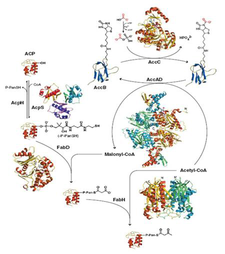 지방산 초기 생합성 metabolic flow