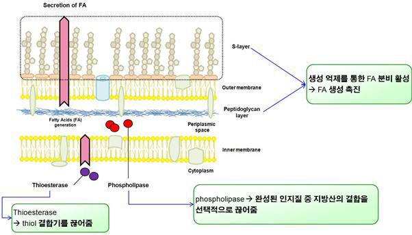 세포막 제어를 통한 지방산 생산 증대 모식도