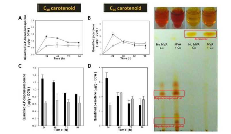 MVA 전체 유전자 모듈의 활성에 따른 리포터 물질인 카로틴노이드 (A, C: C30 카로틴노이드; B,D: C40 카로틴노이드)의 생산량 측정