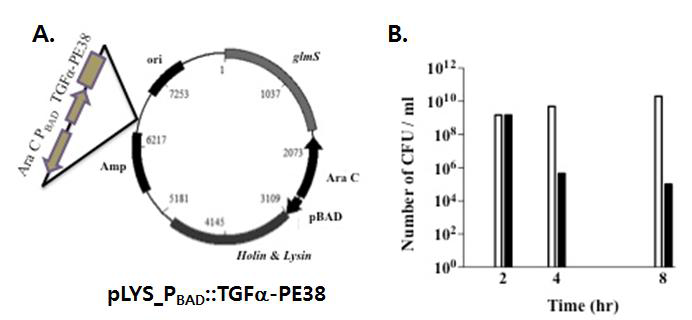 A. TGFa-PE38 발현 및 분비를 위한 벡터시스템 제작 (pLYS_PBAD::TGFa-PE38), B. L-arabinose에 의한 박테리아 사멸현상 확인