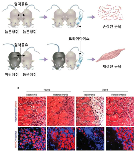 늙은 생쥐의 근육 재생을 활성화 시키는 젊은 피의 수혈