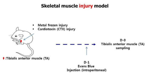 근육 손상 마우스 모델 확립
