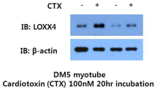 배양된 myotube 에서 cardiotoxin 처리에 의한 LOXX4 단백질 발현 증가