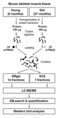 mTRAQ-based 정량화 방법을 이용한 자연노화 마우스 근육 분석 순서도