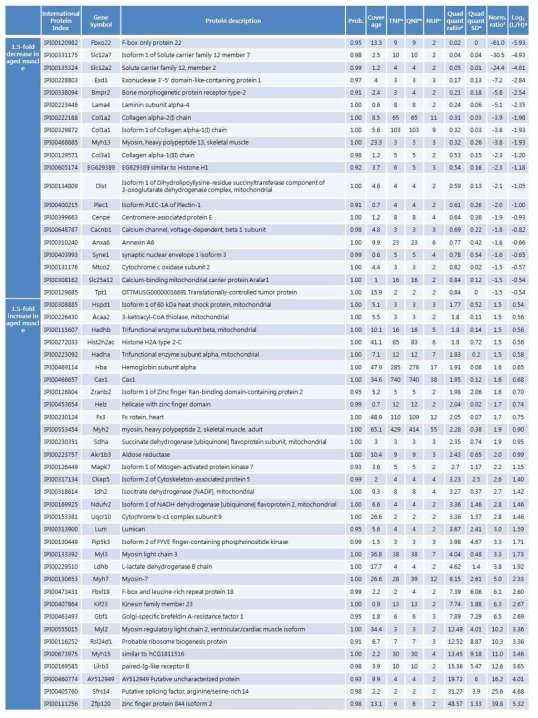 마우스 근육에서 노화에 따라 1.5배 이상 변화하는 단백질