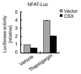 CSX 과 발현에 의한 NFAT activity 저해