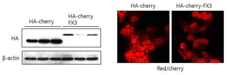 in-vivo gene transfection을 통한 마우스 근육에서 FX3 과 발현