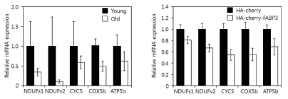 노화근육과 FX3 과 발현 근육에서의 mitochondria respiratory chain components 발현 비교