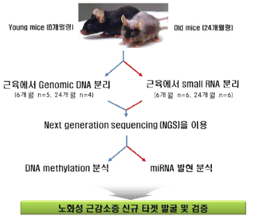 노화성 근감소증 신규 타겟 발굴 전략