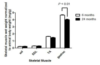 6개월령 마우스의 young muscle과 24개월령 마우스의 old muscle 의 근육량 변화 분석
