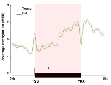 TSS, TES 주변의 DNA methylation