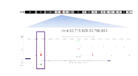 Fukutin gene의 genomic view