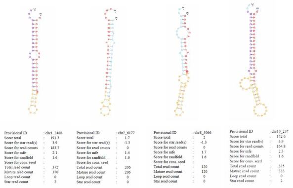 novel miRNAs의 chromosome 위치와 구조