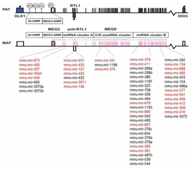 노화되면서 감소되는 28개의 miRNA와 그들의 genomic location