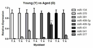 myoblast sample에서 타겟 miRNA들의 발현 확인