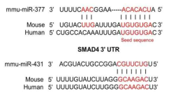 SMAD4 3’UTR 내의 miR-377 –431에 대한 seed sequence.