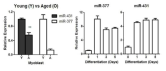 miR-377과 –431은 분화되면서 그 발현이 증가한다.