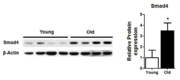 western blot을 통한 SMAD4 protein level의 확인