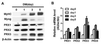 근육분화에 따른 Peroxiredoxin 단백질 및 mRNA 양의 변화