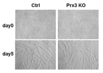 Prx3 KO로부터 분리한 근육 성체줄기세포의 근육분화능 비교