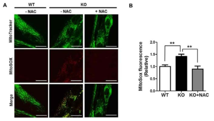 MitoSOX를 이용하여 ROS측정하였을 때, Prx3 KO myotube에서 더 높은 ROS를 확인함