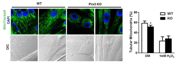 Mitochondrial network 분석: Prx3 KO myotube에서 mitochondria fragmentation 이 증가함