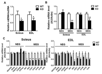 Prx3 KO 근육에서 감소된 mtDNA contents 및 mitochondrial encoded genes