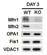 mitochondria fusion-fission 관련 단백질 western blot 분석