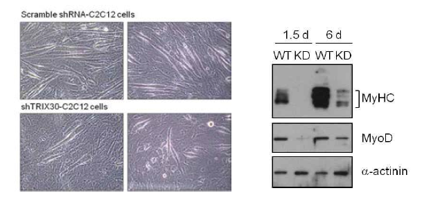 shTRIX30-C2C12 세포에서의 분화 저해