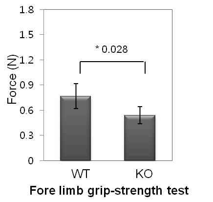 TRIX30-/- 마우스의 근력 감소 확인
