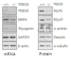 TRIX30-/- 마우스에서 근육 특이적 전사인자 감소 확인