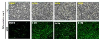 3개 약물에 대한 C2C12 세포주 분화효과 현미경 사진 (상) 및 MHC immunofluorescence 염색 (하)