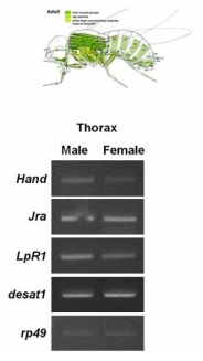 Hand, Jra, LpR1, desat1 유전자의 근육발현