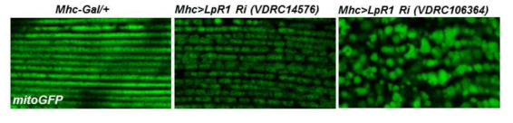 근육 특이적 LpR1 발현 억제시 mitochondria 확인