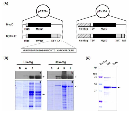 재조합 MyoD 단백질들의 발현 벡터 제작(A), 발현(B) 및 정제(C)